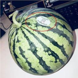 吃瓜网红 图片头像,揭秘吃瓜网红的潮流头像魅力 第2张 吃瓜网红 图片头像,揭秘吃瓜网红的潮流头像魅力 第2张